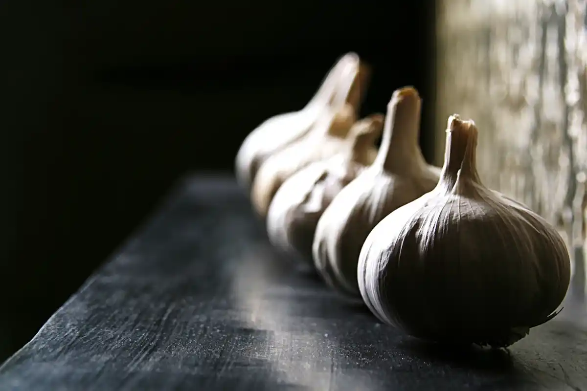 Garlic